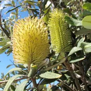 Banksia Growing Guide Banksia Integrifolia Prostrate 15 St 101981581 - Garden Express Australia