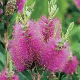 Callistemon Candy Pink 15 14247546pa - Garden Express Australia