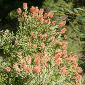 Callistemon Sugar Candy