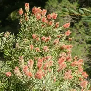 Callistemon Sugar Candy