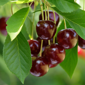 Cherry Sunburst