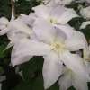 CLEMATIS ICE BLUE - Garden Express