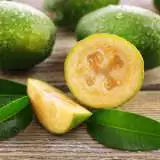 Feijoa St 234014536 15 - Garden Express Australia