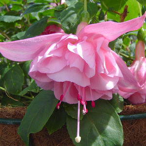Fuchsia Double Basket Collection 2 Fuchsia Double Basket Collection 2