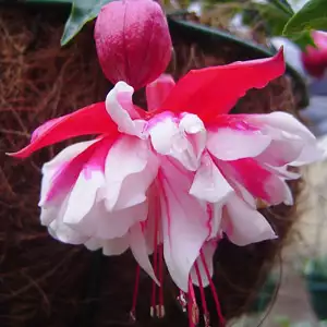 Fuchsia Double Basket Collection 2