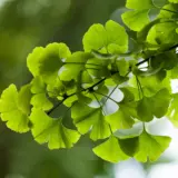 Ginkgo Biloba - Garden Express Australia
