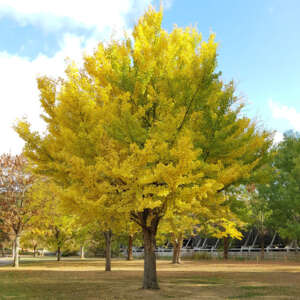 Ginkgo Biloba Treeling Tseginbil - Garden Express Australia