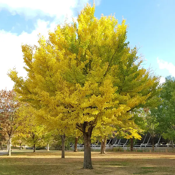 Ginkgo Biloba – Treeling