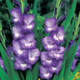 Gladioli Nori Fm 14020915pa 15 - Garden Express Australia