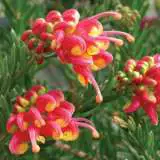 Grevillea Fireworks 15 - Garden Express Australia