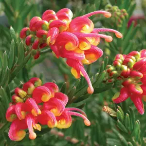 Grevillea Fireworks (pbr)
