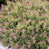 Hebe Annies Winter Wonder 15 Gh - Garden Express Australia