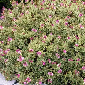 Hebe Annies Winter Wonder (Pbr)