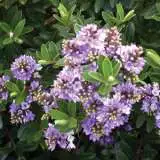 Hebe Beverly Hills 15 Gh - Garden Express Australia