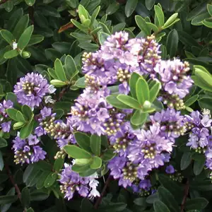 Hebe Beverley Hills (pbr)