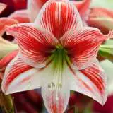Hippeastrum Twinkle Star 10568 15 - Garden Express Australia
