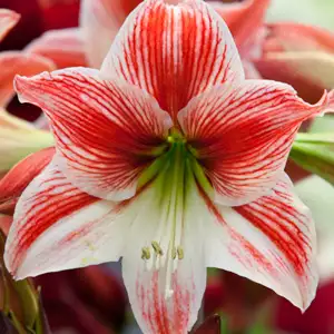 Hippeastrum Twinkle Star