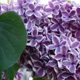 Lilac Sensation Courtesy Photogramma1 Flickr 15 - Garden Express Australia