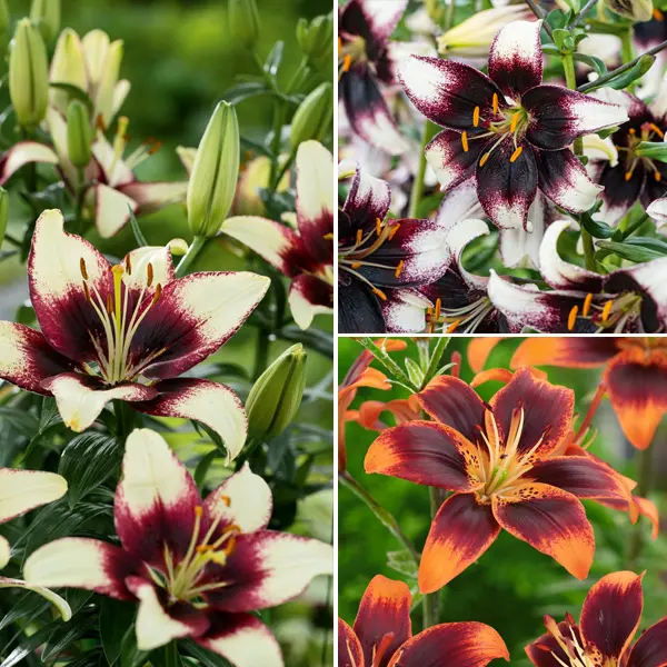 Lilium Asiatic Tango Collection