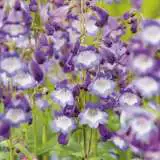 Penstemon Alice Hindley 15 Fm 14278272pa - Garden Express Australia