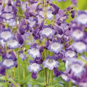 Penstemon Alice Hindley 68mm Penstemon Alice Hindley 68mm
