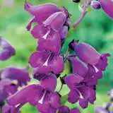 Penstemon Midnight 15 14143946pa - Garden Express Australia