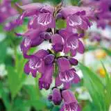 Penstemon Sour Grapes 15 14234999pa - Garden Express Australia