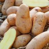 Potato Spunta Fm 14272613pa 15 - Garden Express Australia