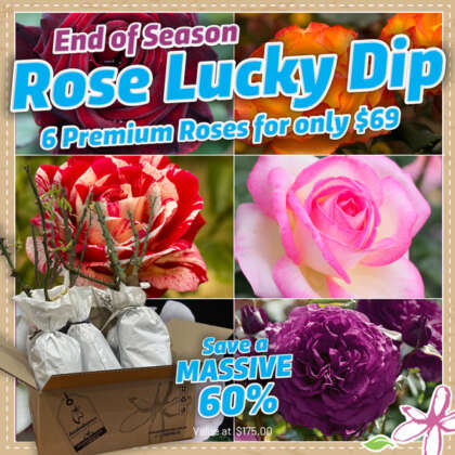 Rose Luckdip 2022 600x600 1 - Garden Express Australia