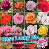 Roses Luckydip2024 Colrosldi - Garden Express Australia