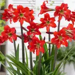 Hippeastrum Growing Guide Sonatini Hippeastrum Balentino 15 Vis - Garden Express Australia