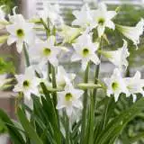 Sonatini Hippeastrum Swan Lake 15 Vis - Garden Express Australia