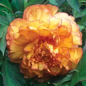 Solomons Seal Growing Guide Tree Peony Kinshe 15 Vis - Garden Express Australia