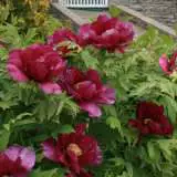 Tree Peony Kronos 15 St 50630290 - Garden Express Australia