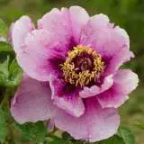 Tree Peony Leda 15 St 149781551 - Garden Express Australia