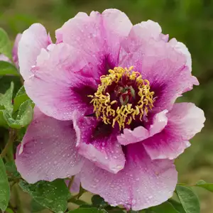 Tree Peony Leda