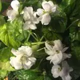 Viola Conte Di Brazza 15 - Garden Express Australia