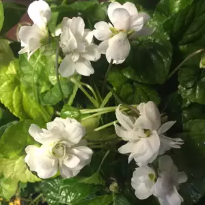 Viola Conte Di Brazza