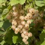 White Currant St 183818030 15 - Garden Express Australia