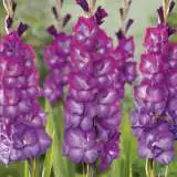 Gladioli Chemistry Pkglache - Garden Express Australia