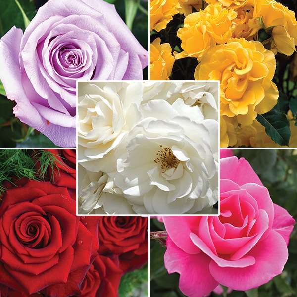 Lucky Dip Rose Offer 5 Roses Garden Express