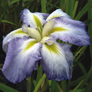 Jap Iris Attraction - Garden Express Australia