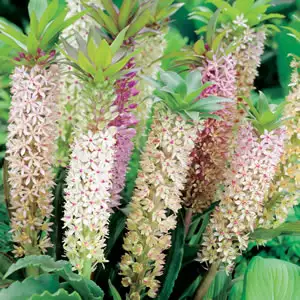 Pineapple Lily Mixed