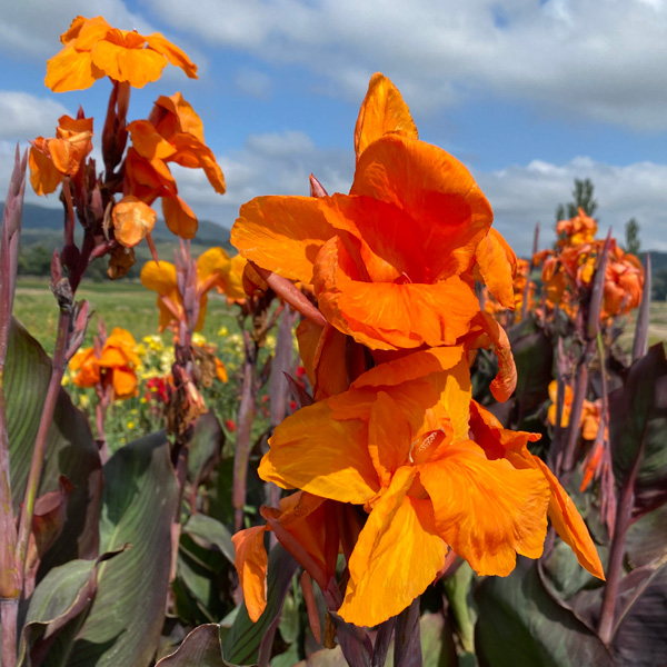 Canna Lily Wyoming