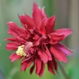 Aquilegia Ruby Port St 103385414 15 - Garden Express Australia