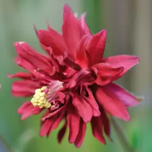Aquilegia Ruby Port