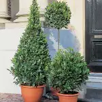 What Are Evergreen Plants? Bay Tree 16 - Garden Express Australia