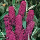 Budlijah Royal Red 15 - Garden Express Australia