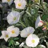 Convolvulus White 2018 Lpoconwhi - Garden Express Australia
