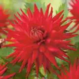 Dahlia Andrew Mitchell Fm 14270183pa 15 - Garden Express Australia
